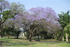 Jacaranda mimosifolia